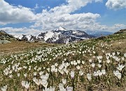 45 Distese di Crocus vernus con vista verso il Monte Cavallo